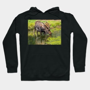 Moose Hoodie